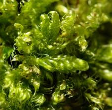 Attēlu rezultāti vaicājumam “Hypnum”