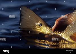 Image result for Sciaenops ocellatus