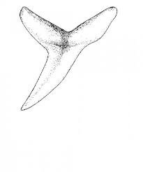 Image result for Alopias superciliosus