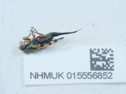 Attēlu rezultāti vaicājumam “Urophora jaceana”