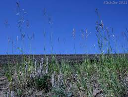 Attēlu rezultāti vaicājumam “Bromopsis inermis fruit”
