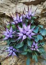 Attēlu rezultāti vaicājumam “Phyteuma spicatum leaf”