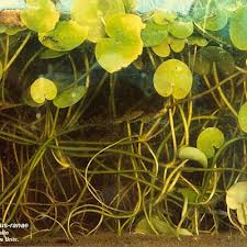 Attēlu rezultāti vaicājumam “Hydrocharis morsus-ranae bud”