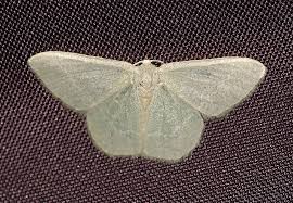 Attēlu rezultāti vaicājumam “Chlorissa viridata”