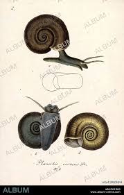 Attēlu rezultāti vaicājumam “Planorbidae”