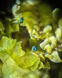 Attēlu rezultāti vaicājumam “Jungermannia sphaerocarpa”