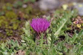 Attēlu rezultāti vaicājumam “Cirsium acaule”