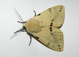 Attēlu rezultāti vaicājumam “Spilosoma lutea larva”