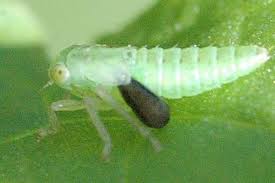 Attēlu rezultāti vaicājumam “Macrosteles nymph”