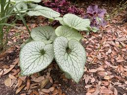 Attēlu rezultāti vaicājumam “Brunnera macrophylla”