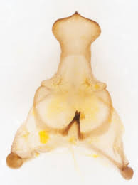 Attēlu rezultāti vaicājumam “Ennomos autumnaria male”