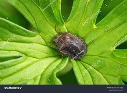 Attēlu rezultāti vaicājumam “Eurygaster testudinaria imago”