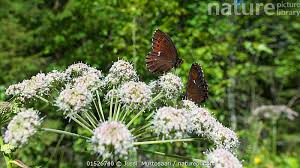 Attēlu rezultāti vaicājumam “Erebia ligea”