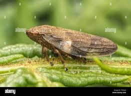 Attēlu rezultāti vaicājumam “Aphrophora alni”