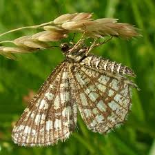 Attēlu rezultāti vaicājumam “Chiasmia clathrata”