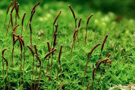 Attēlu rezultāti vaicājumam “Anomodon attenuatus sporophyte”