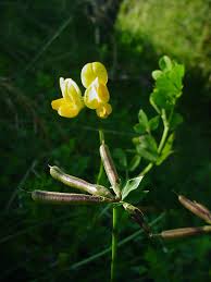Attēlu rezultāti vaicājumam “Lotus corniculatus flower”