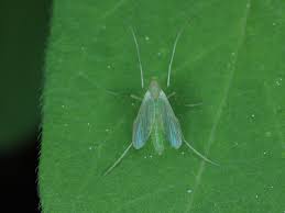 Attēlu rezultāti vaicājumam “Chironomidae imago”