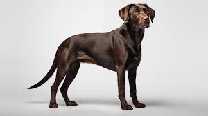 Attēlu rezultāti vaicājumam “Canis lupus familiaris”