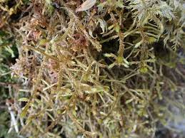 Attēlu rezultāti vaicājumam “Antitrichia curtipendula”