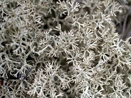 Attēlu rezultāti vaicājumam “Cladonia rangiferina”