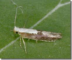 Attēlu rezultāti vaicājumam “Argyresthia semifusca”