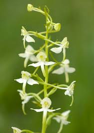 Attēlu rezultāti vaicājumam “Platanthera bifolia”