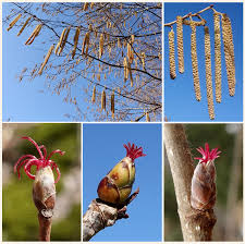 Attēlu rezultāti vaicājumam “Corylus avellana female flower”