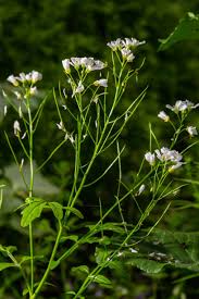 Attēlu rezultāti vaicājumam “Cardamine amara flower”