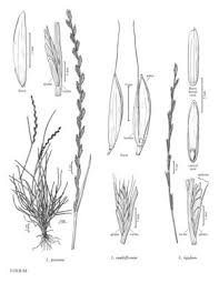 Attēlu rezultāti vaicājumam “Lolium perenne”