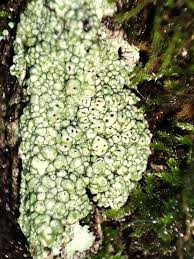 Attēlu rezultāti vaicājumam “Pertusaria pertusa”