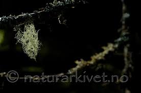 Attēlu rezultāti vaicājumam “Ramalina thrausta”