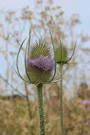 Attēlu rezultāti vaicājumam “Dipsacus fullonum flower”