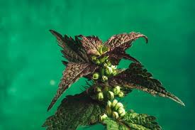 Attēlu rezultāti vaicājumam “Lamium purpureum leaf”