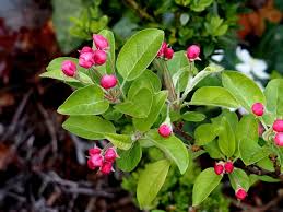 Attēlu rezultāti vaicājumam “Malus sylvestris”