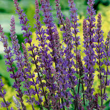 Attēlu rezultāti vaicājumam “Salvia nemorosa fruit”