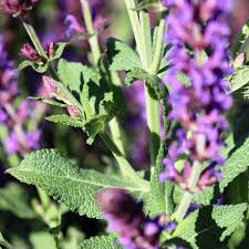 Attēlu rezultāti vaicājumam “Salvia nemorosa leaf”