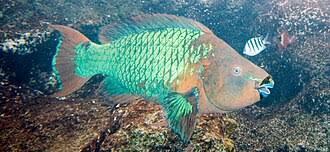 Image result for Scarus trispinosus