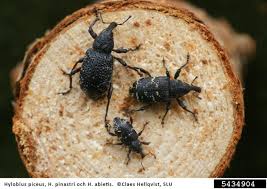 Attēlu rezultāti vaicājumam “Hylobius pinastri”