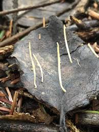 Attēlu rezultāti vaicājumam “Macrotyphula juncea”