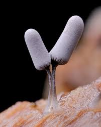 Attēlu rezultāti vaicājumam “Clastoderma debaryanum spores”