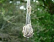 Attēlu rezultāti vaicājumam “Yponomeuta malinellus / cagnagella larva”