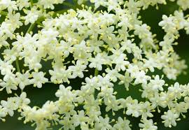 Attēlu rezultāti vaicājumam “Sambucus nigra flower”
