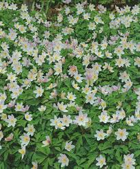 Image result for Buschwindröschen