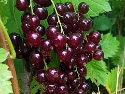 Bildergebnis für rote johannisbeeren