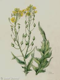 Attēlu rezultāti vaicājumam “Bunias orientalis bud”