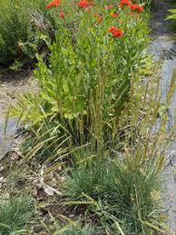 Attēlu rezultāti vaicājumam “Koeleria glauca flower”