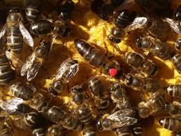 Attēlu rezultāti vaicājumam “Apis mellifera”