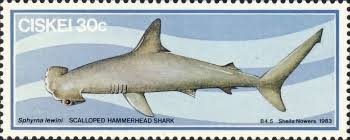 Image result for Sphyrna lewini