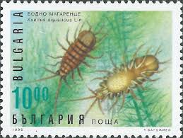 Attēlu rezultāti vaicājumam “Asellus aquaticus”